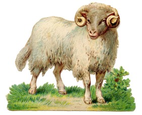 Sheep Image Vintage - The Graphics Fairy