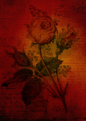 Red Rose © Sarah Vernon [Crated]