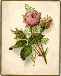 Vintage-Moss-Rose-Image-GraphicsFairy