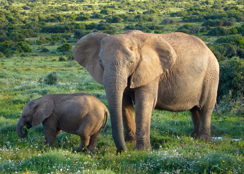 Elephants [Wikimedia]