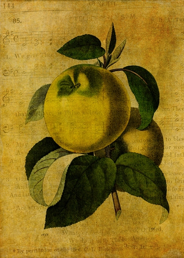 Adam's Apples © Sarah Vernon