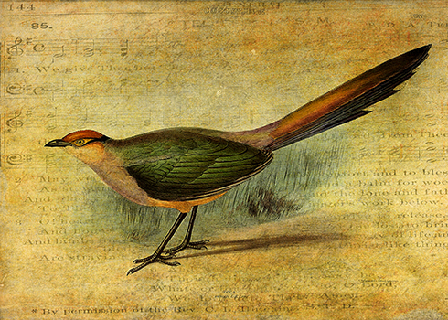 The Cuckoo's Note © Sarah Vernon