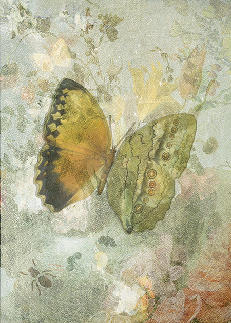 Butterflies from China, Japan, and Corea: “Biodiversity Library”:http://biodiversitylibrary.org/page/45490916 Texture: “Kerstin Frank”:https://www.flickr.com/photos/kerstinfrank-design/9181048645/in/photostream/ Flowers: “Rijksmuseum”:https://www.rijksmuseum.nl/en/my/collections/150967--sarah-vernon/mijn-eerste-verzameling/objecten#/SK-A-3899,0 Original & vintage art © First Night Design [www.firstnightdesign.wordpress.com]