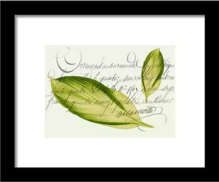 Buy framed print of Green Leaf © Sarah Vernon at Fine Art America